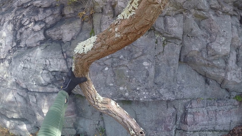 Twisted Tree Marking Start of When the Buffalo Roam