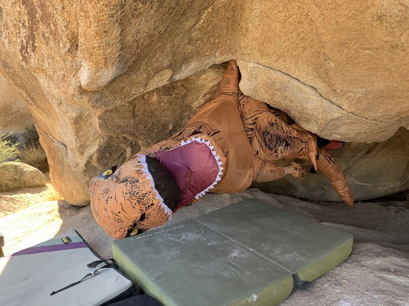 Rexy taking a breather on the leg jam