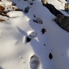 Bear prints on the approach to Comatose area