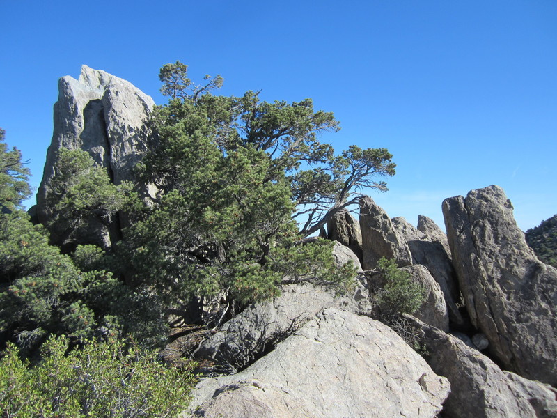 Packsaddle Rock, top left, with Big Raven Feather Crack disappearing behind the tree.