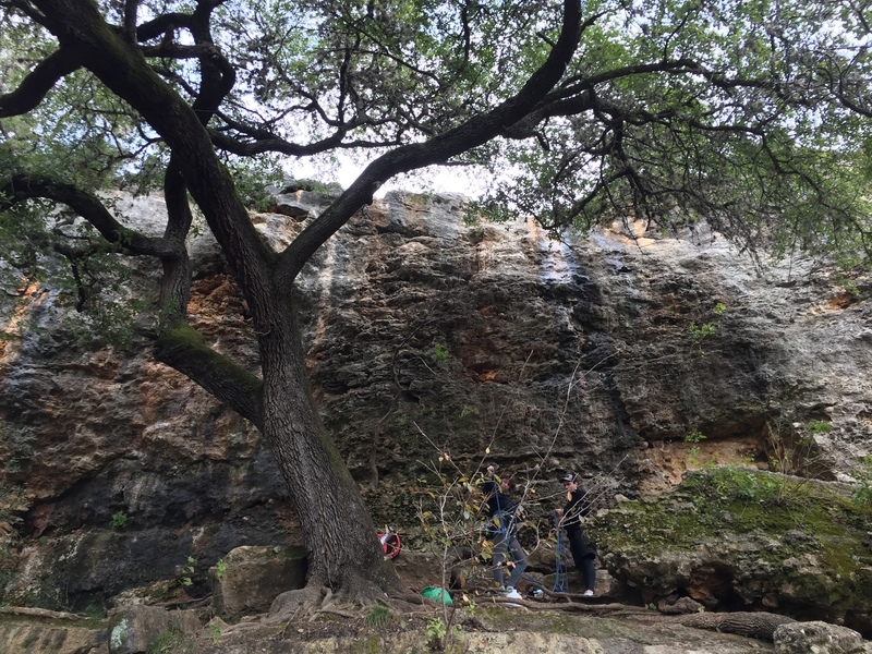To the right of this large tree and boulder is the far left side of Dead Cats Wall. To the left of the tree is Rhetoric Wall.