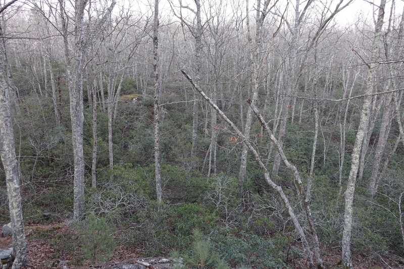 Especially with the leaves out, in the thick rhododendrons, swamps and many little ridge lines of the southern parts, it is easy to get lost when exploring off trail. I suggest taking a GPS so you can get back to the stuff you find