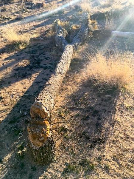 https://www.nationalparkstraveler.org/2019/01/joshua-tree-national-park-close-cleanup-repairs-vandalism-illegal-roads