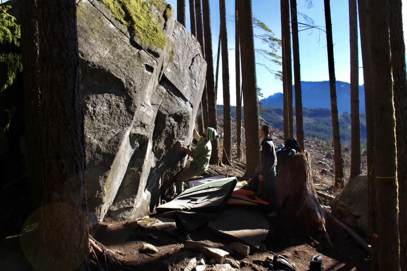 Kuba on the start of midnight lichen.