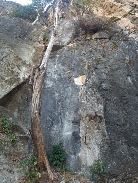 This route climbs the face directly behind the tree in the photo.