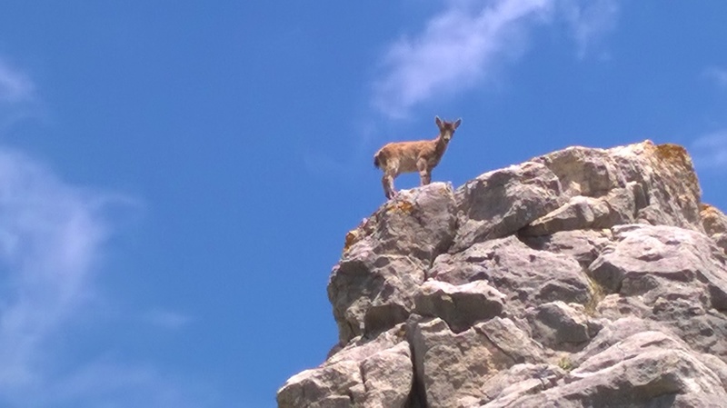 At the top of the Escalade Arabe, El Chorro, Andalucia Spain.  Is this an Ibex?
