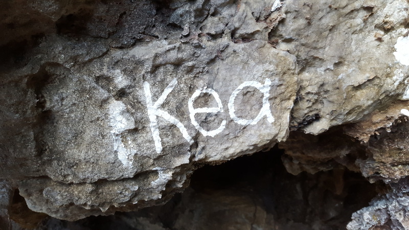 Kea starts by traversing left then continues up the right side of the predominant tufa