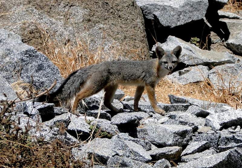 Fox at Riverside Quarry. This one waited until climbing commenced, then stole the belayer's lunch.