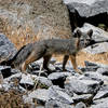 Fox at Riverside Quarry. This one waited until climbing commenced, then stole the belayer's lunch.