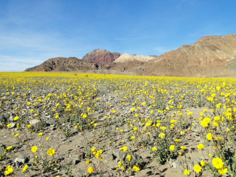 Super bloom in Death Valley