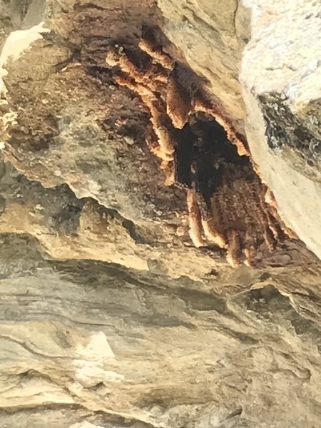 It looks like rust or calcite deposits from the ground, but that's actually honeycomb. There is a decent sized bee nest in the shallow cave, climbers left of the belay. They didn't bother us at the belay, just something to be aware of.
