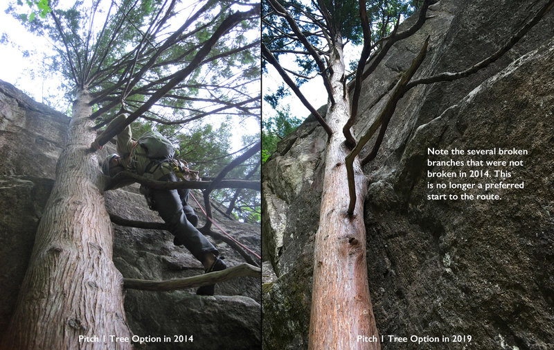 Pitch 1 Tree Option: 2014 and 2019. Several broken branches make this no longer the preferred start to the route.
