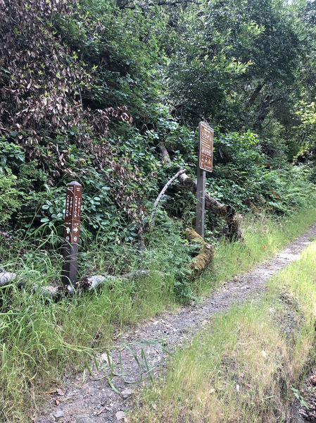 Stevens Creek Canyon Trail entrance on the left of the road (heading up the road) directly across from the boulder across the street and creek (right side of road)