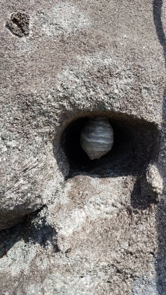 Wasp nest on Pitch 2 #3 C4 placement. Be careful climbing through here, or just be brave and pull it out. Definitely enhances the spicyness of the climb.
