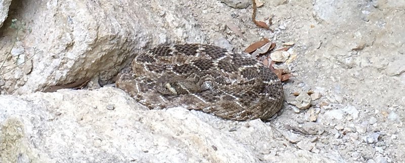 He slid back under the boulder on the ground. Was very calm and indifferent of us.