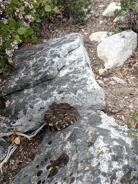 Watch out for the sneks. Literally stepped right over the guy as I came down the trail