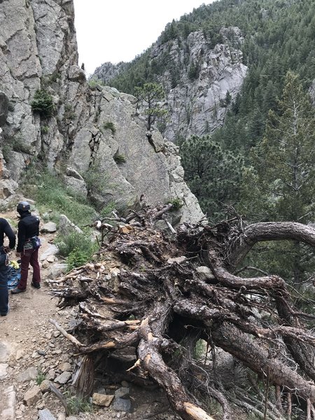 The "obvious tree" mentioned in several descriptions is no longer.