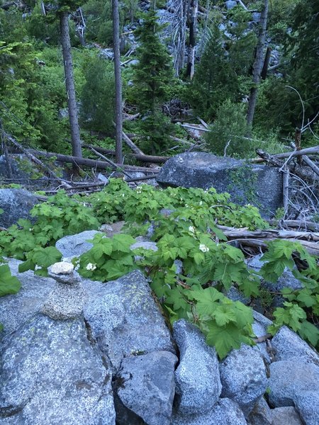 The approach trail currently looks like this. There is a small cairn, but is easily missed (we blew right past it and ended up bushwhacking). Hopefully this photo will be slightly helpful. NOT an obvious trail.