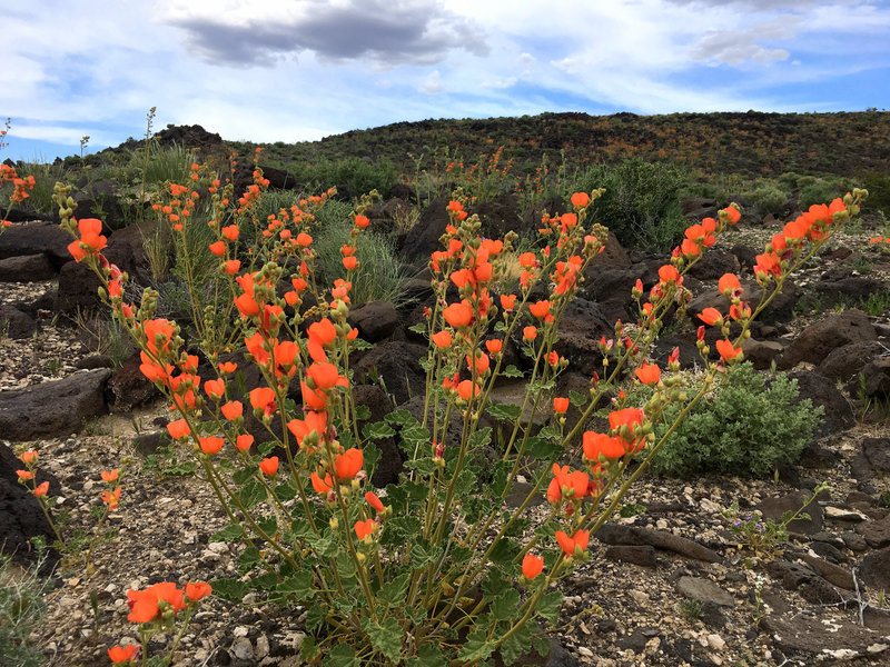 Apricot Mallow and black basalt, Spring 2019. Death Valley CA