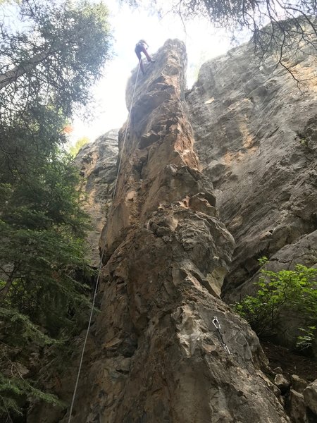 Looking up at the Puppies pillar.