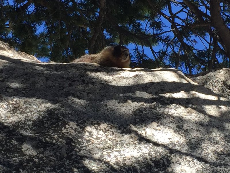 The creatures that inhabit these boulders are named after the clothing company, Marmot.