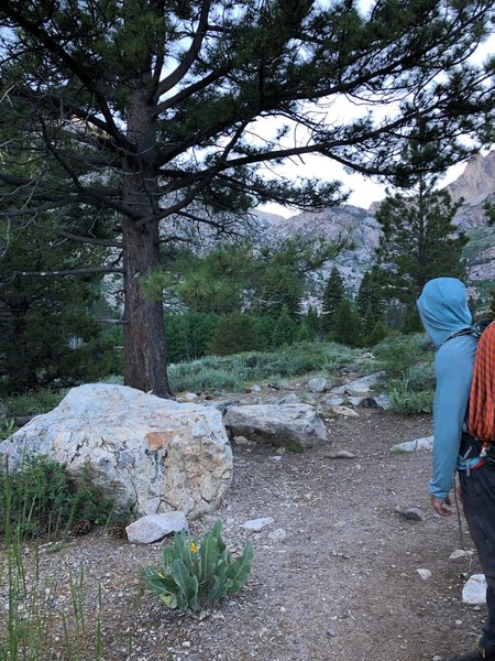 as of 7/2019, there is no turn off sign to diverge towards Little Slide Canyon. however, the path diverges in between these two larger rocks, with this pine as a decent land marker if you're having trouble. Robinson Creek is easily crossed via felled tree