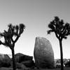 Joshua trees and boulder, JTNP CA