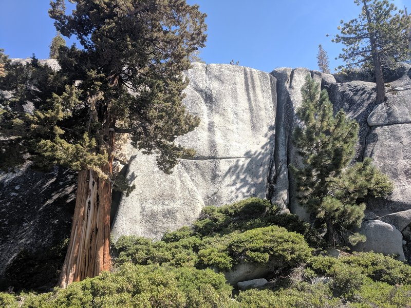The big juniper