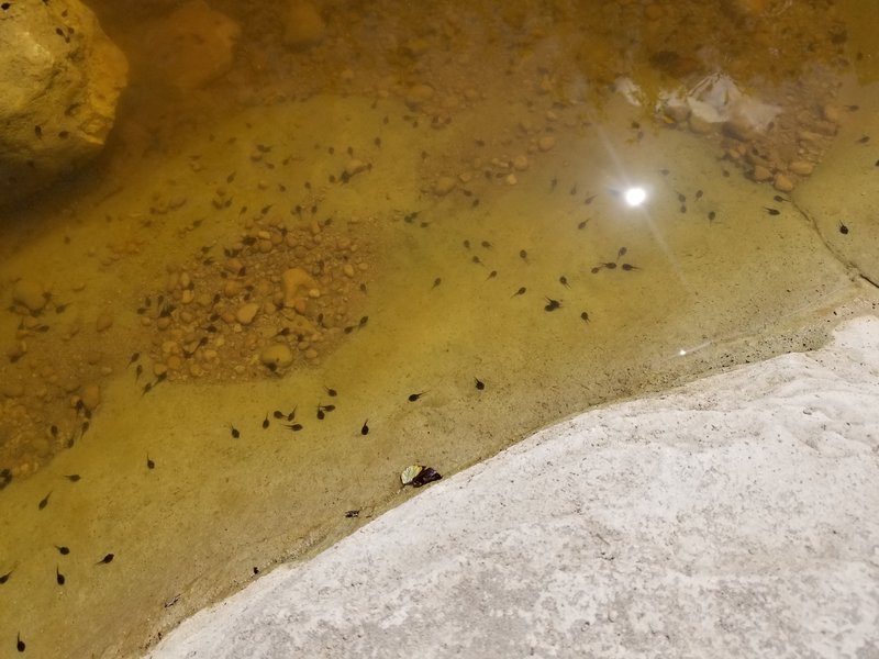 Every single black spot in this pic is a tadpole. When the water level drops in the creek it leaves little dank pools of nasty water, which prove to be excellent breeding grounds for wildlife in Barton Creek. Please tread lightly.