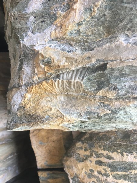 Any geologists out there? We saw this about halfway up, not far before the traverse pitch.
