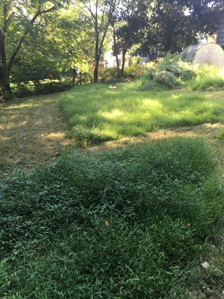I'd rather mow the Lawn~plus a Day for Ankle/Knee Rest Tomorrow