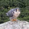 Peregrine Falcon hanging out at the top of High E.