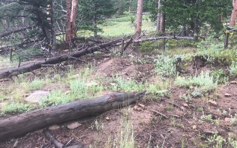 As of 8/2019, this is what the end of the road formerly known as FR 216A looks like. Step over the cables, and head up hill and slightly to the right.