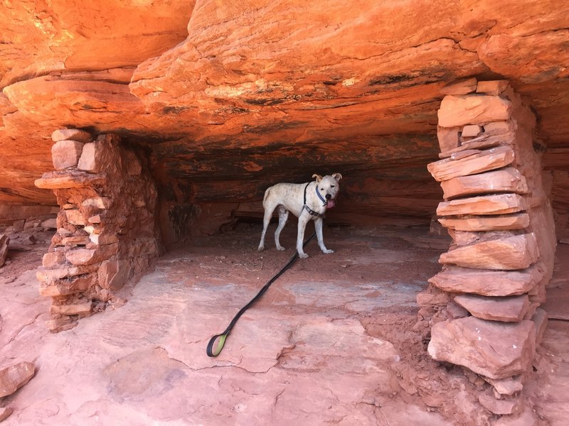 The dogs & I scoped the approach the day before. There are quite a few cliff dwellings/granaries if you know where to look.