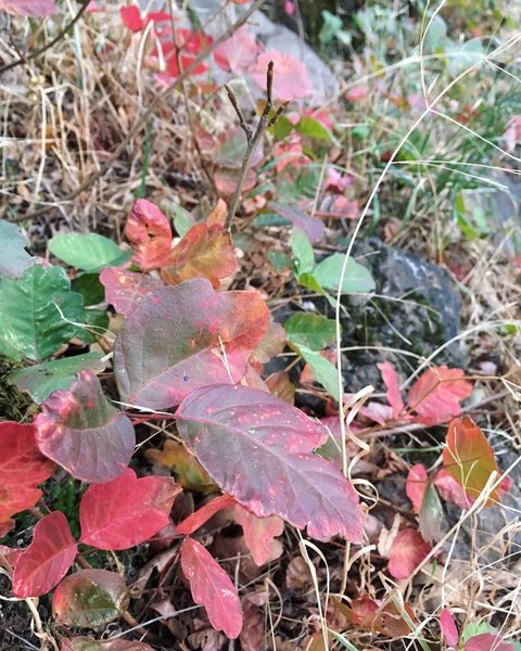 Poison oak at the base of the cliff in the fall
