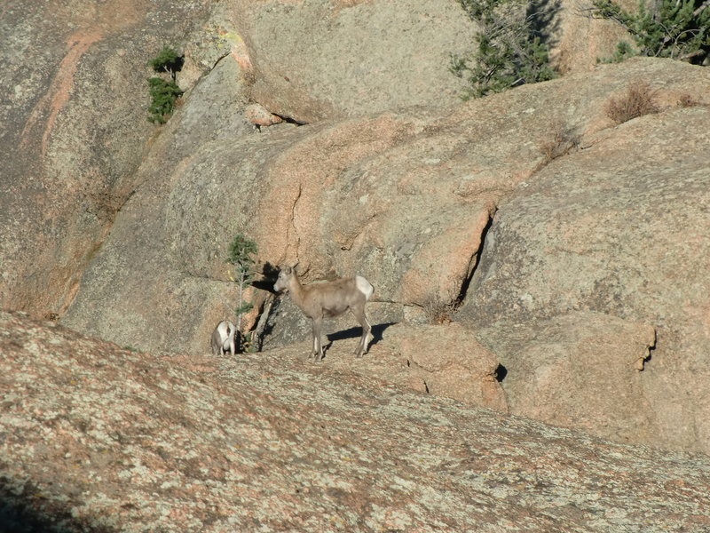 Sheep on top of Sheeprock, October 2019.