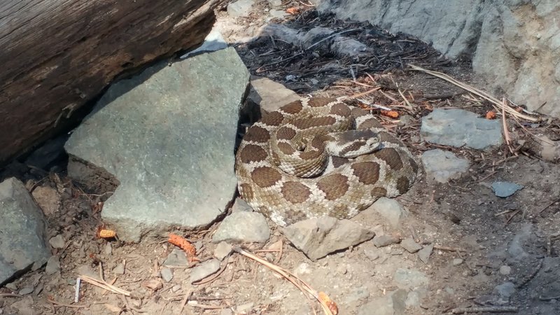 Look out for the occasional rattlesnake during early summer. This locale of Northern pacific rattlesnake tends to be more secretive and docile than populations further east.