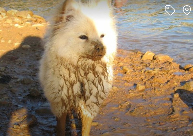 A dirty pom