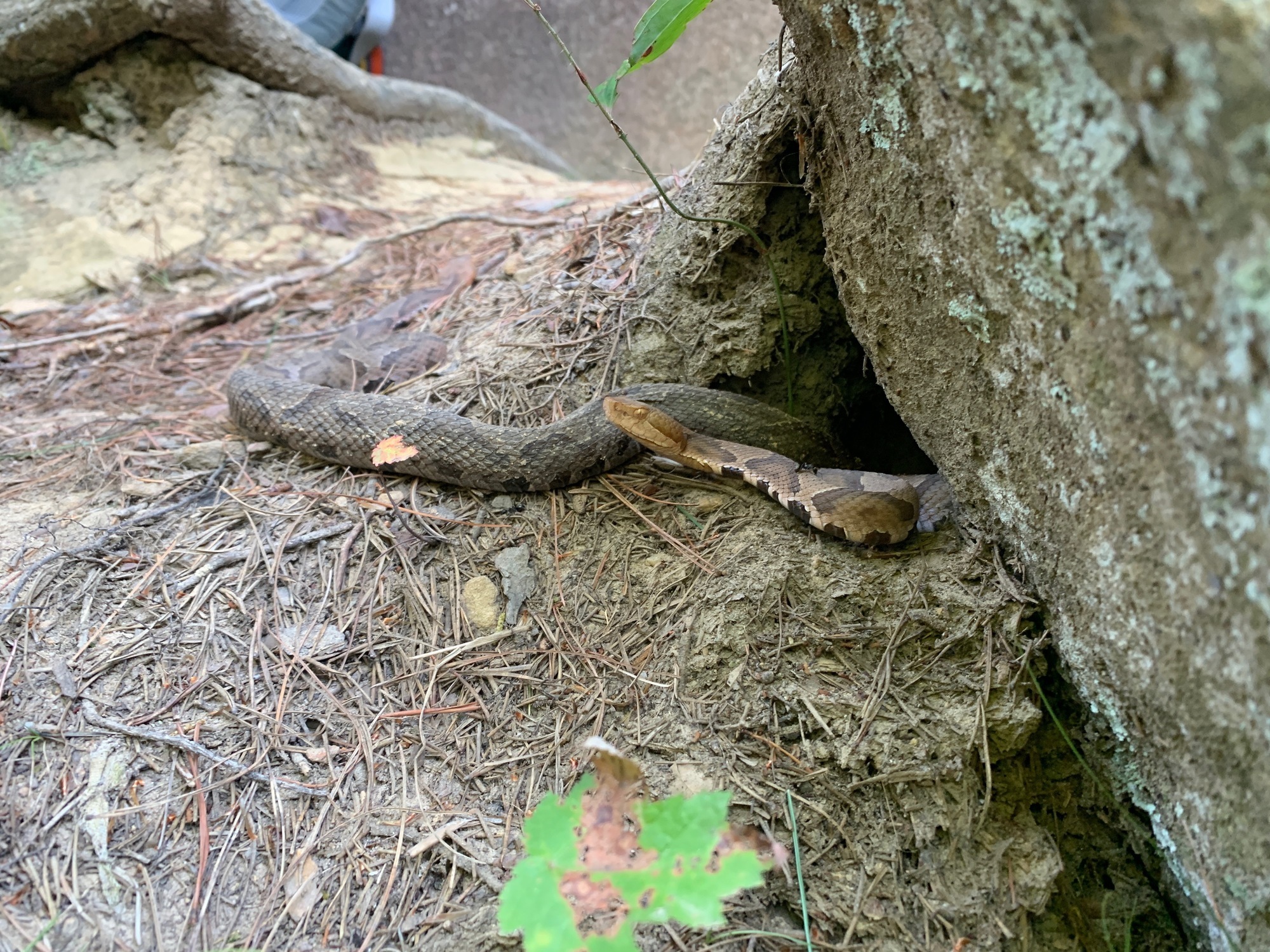 Beware Of The Rocks At The Base Of The Climb! Three Copperheads Live In 