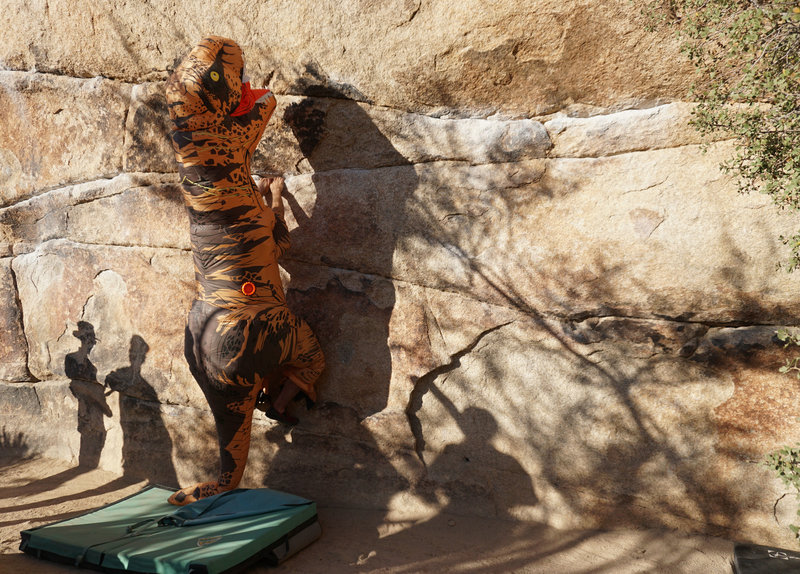 Rexy Prepping for the super short-arm Beta
