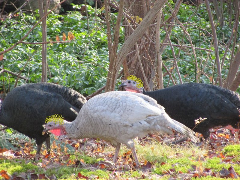 Helmets won't save these turkey's, but 1 might help save you