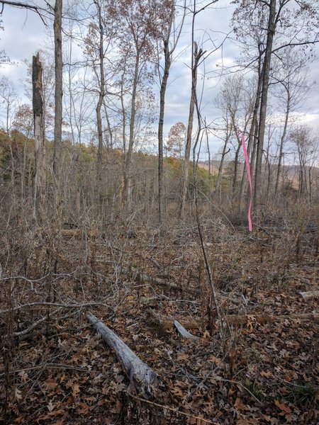 3) After the downhill, bushwhack while following some pretty spread out pink ribbons.