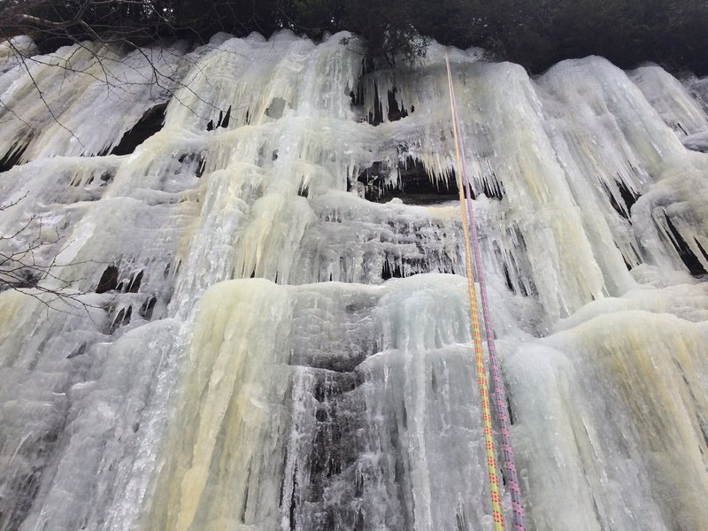 The upper pitch columns in early season condition