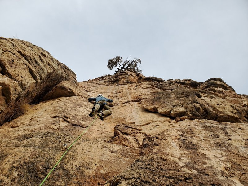 The little tree at the top is still standing.