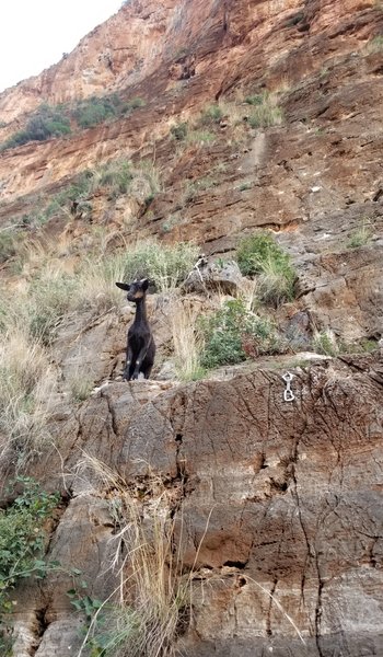 Only in Europe do you get to share the crag with these animals.