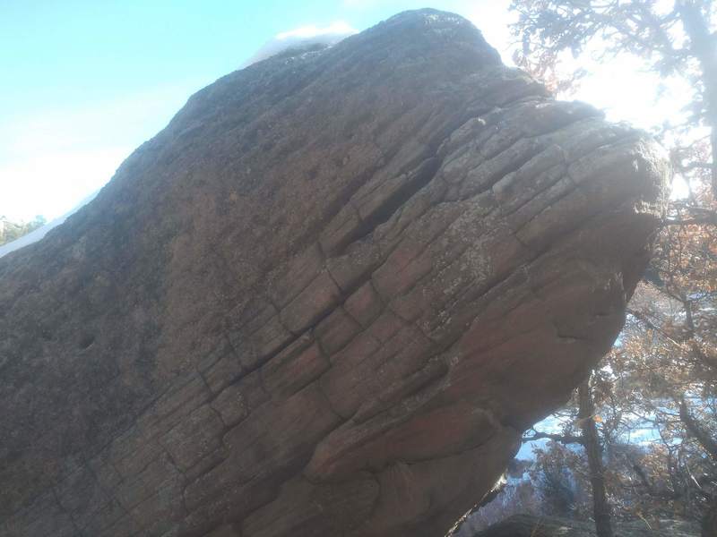 The eel's head.