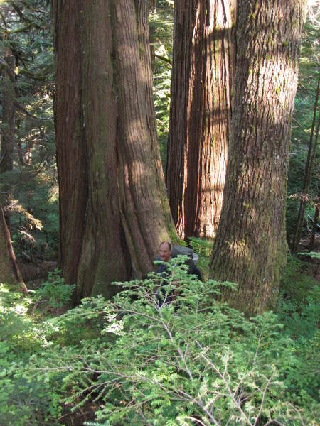 There are some large trees on the way in! Andy (if you can find him) is 6'5"