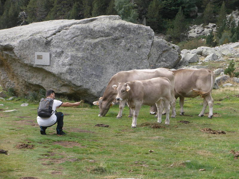 Cows ! (Unknown photographer) and one of the many boulders (BUT...watch your landing !)
