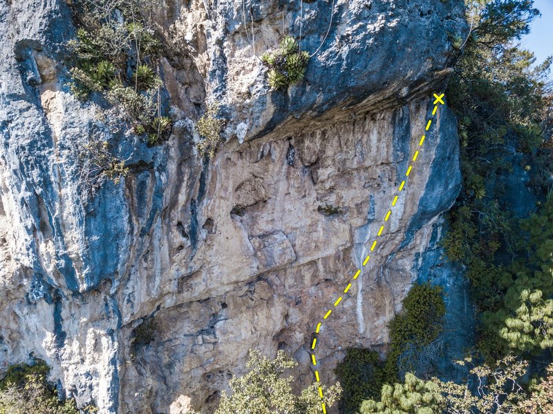 The line of "Búfalo blanco"