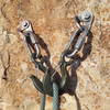 Upgraded anchor hooks compliments of American Safe Climbing Association, 3/22/20.